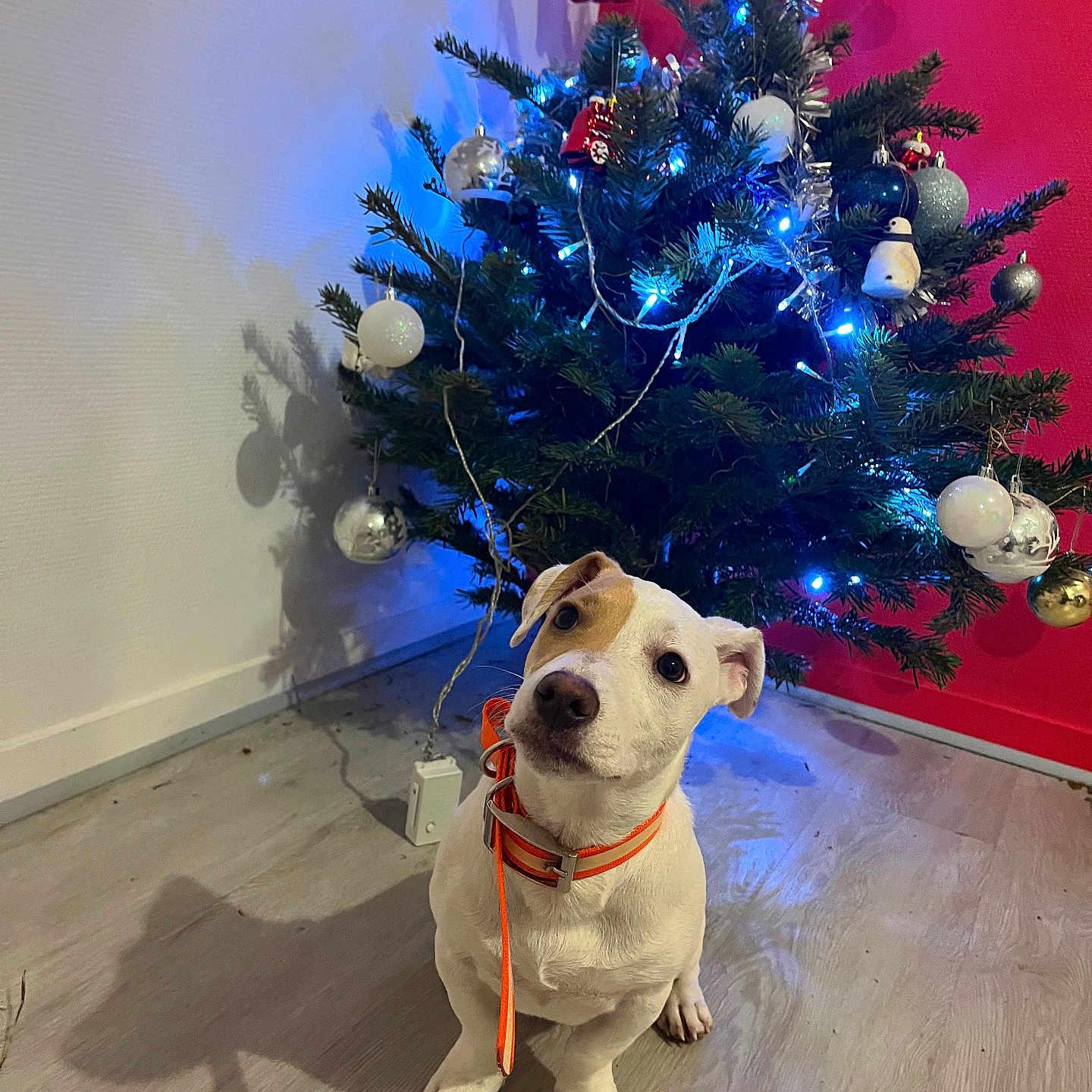 Lucky participe au concours pour gagner de l'argent avec cette photo : accessories, animal, bulldog, canine, christmas, christmasdecorations, christmastree, dog, festival, hardwood, hound, labradorretriever, pet, pitbull, plant, puppy, sphere, tree, whitedog, wood