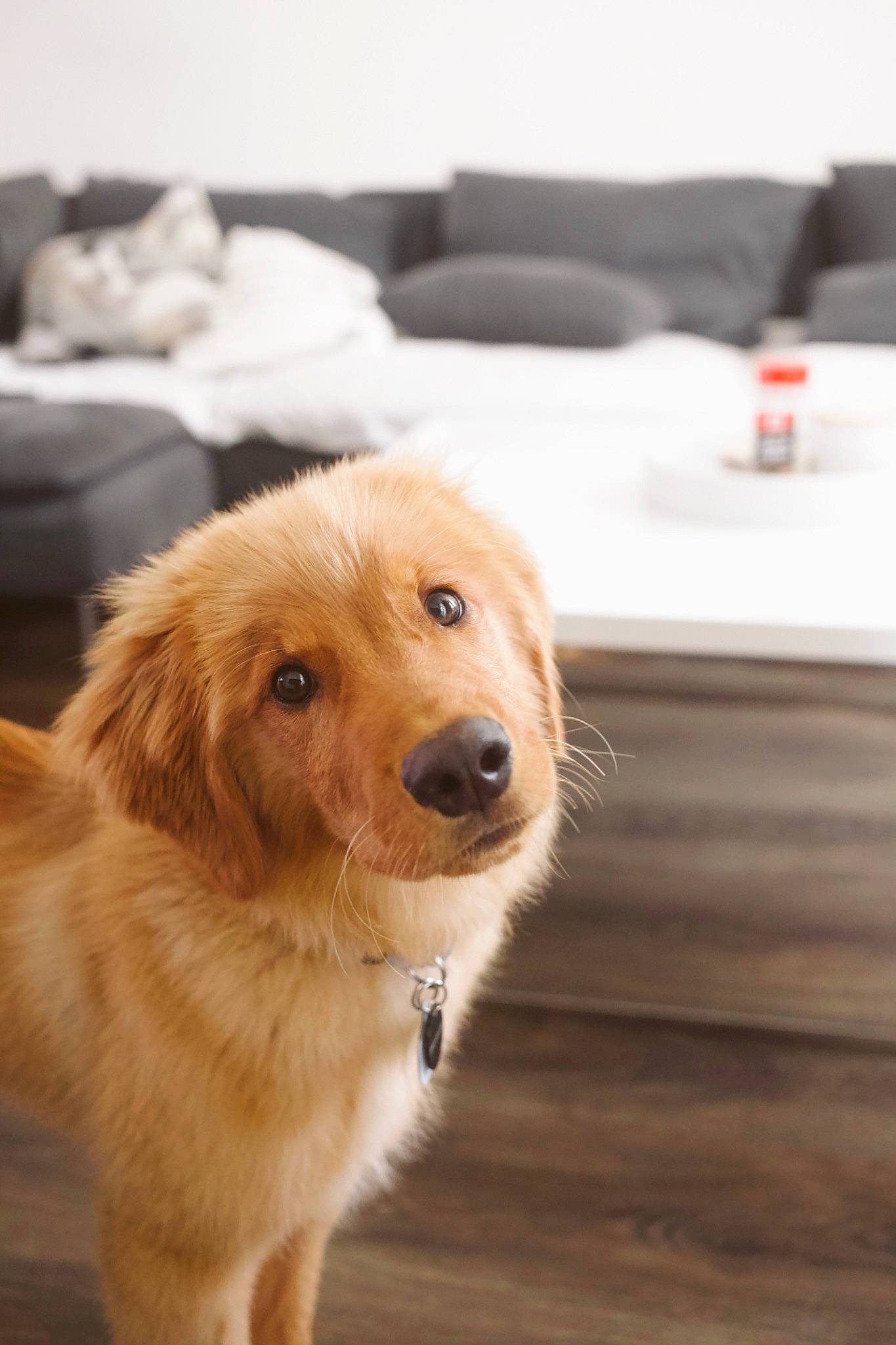 Joey is registered to the contest to win money with this photo: basque_shepherd_dog, canidae, carnivore, companion_dog, dog, dog_breed, fawn, fur, golden_retriever, hovawart, mammal, nova_scotia_duck_tolling_retriever, puppy, retriever, small_greek_domestic_dog, snout, sporting_group, vertebrate, whiskers