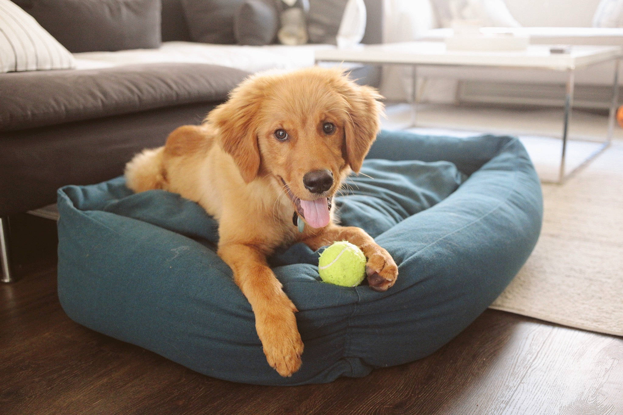 Joey is registered to the contest to win money with this photo: ball, canidae, carnivore, companion_dog, dog, dog_bed, dog_breed, dog_supply, dog_toy, furniture, golden_retriever, hovawart, mammal, nova_scotia_duck_tolling_retriever, puppy, retriever, sofa_bed, sporting_group, tennis_ball