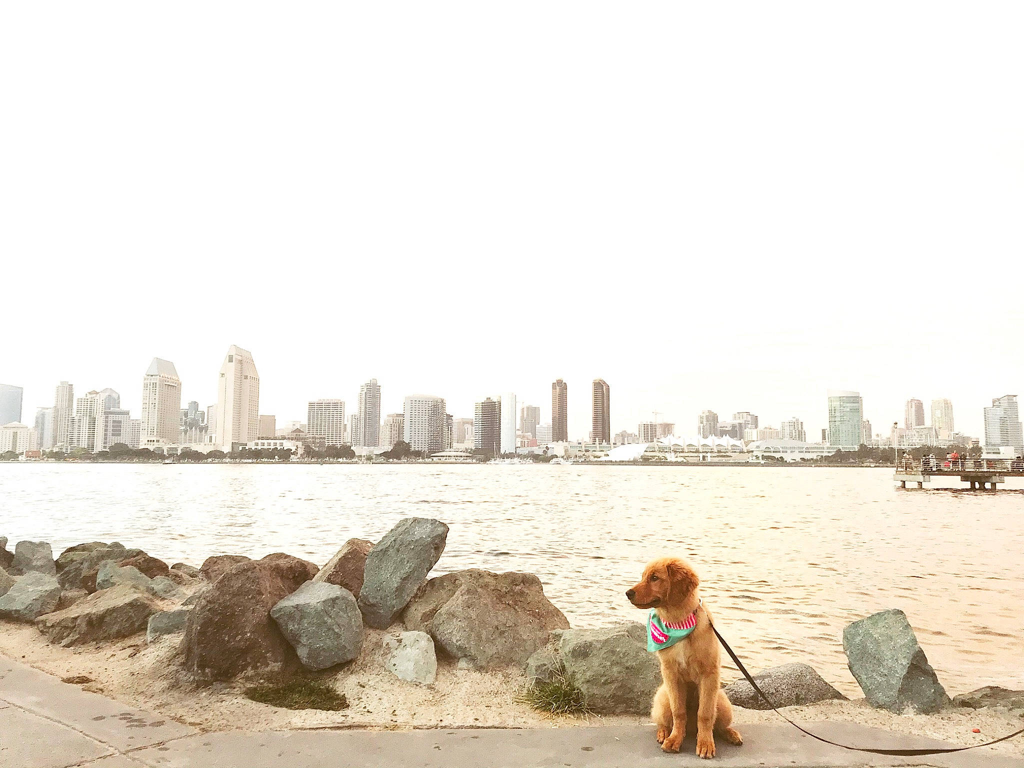 Joey is registered to the contest to win money with this photo: beach, canidae, city, cityscape, daytime, horizon, human_settlement, leisure, photography, sea, sitting, skyline, skyscraper, tourism, travel, vacation