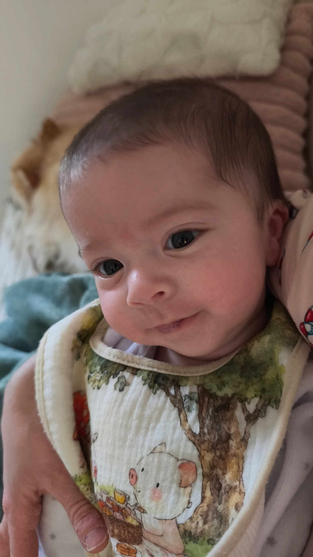 Ezio a rejoint le concours — aidez-le/la à gagner de superbes lots ! baby, infant, close_up, bib, illustration, piglet, tree, hand, blanket, dog, sleeping, face, portrait, cute, child, soft, cozy, indoors, person, young