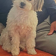 Rubis participe au concours pour gagner de l'argent avec cette photo : dog, white_dog, gray_dog, fluffy_dog, pet, indoor, carpet, orange_carpet, person, seated_person, casual_clothing, cozy, cute, small_dog, fur, animal, companion, domestic_animal, relaxed, home
