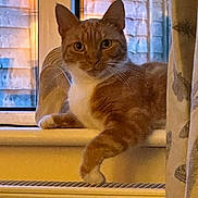 Ginger is registered to the contest to win money with this photo: cat, orange_cat, white_fur, windowsill, window, curtain, indoor, pet, animal, feline, relaxed, paw, looking, warm_light, evening, home, cozy, resting, domestic, portrait