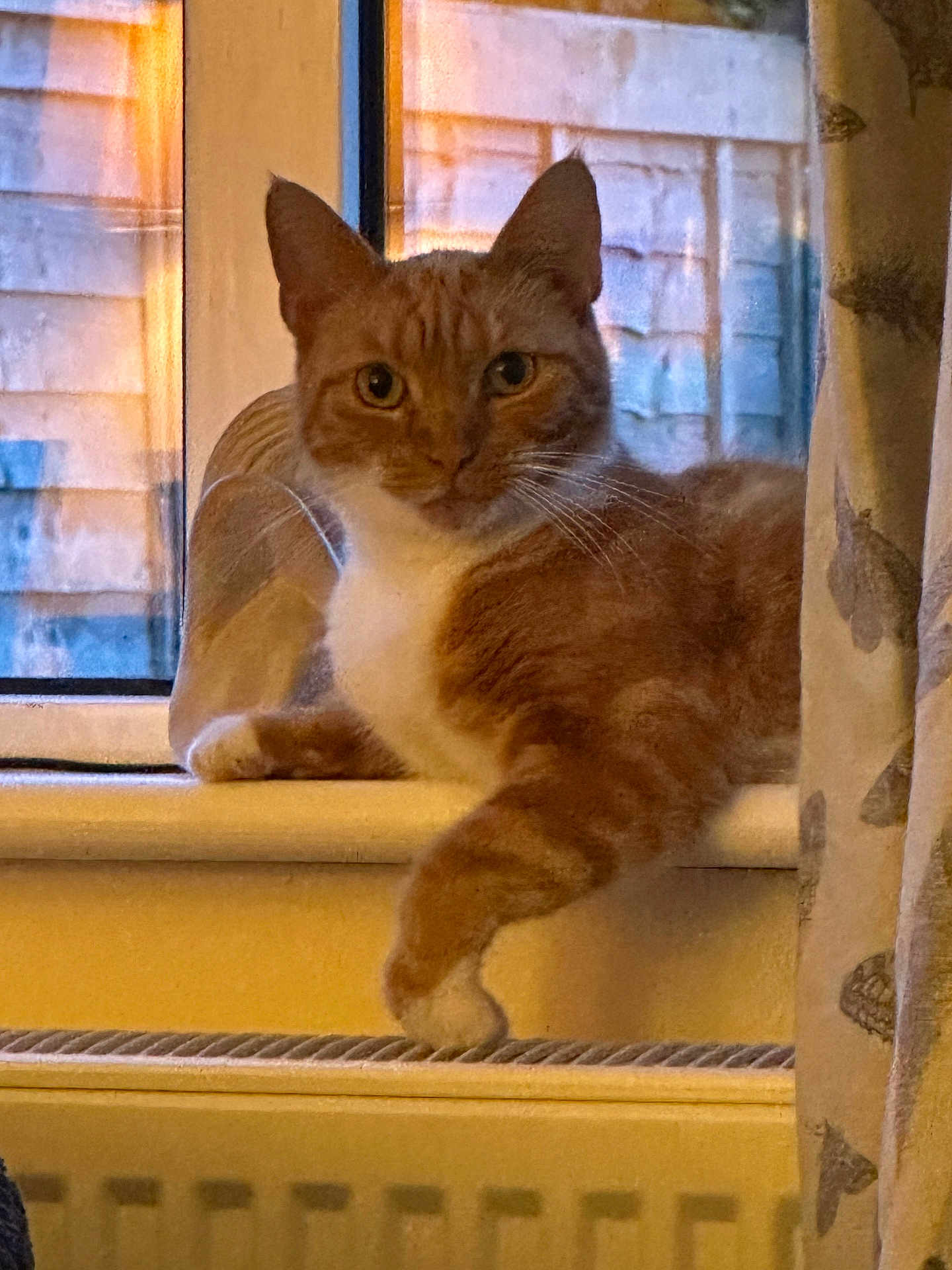 Ginger is registered to the contest to win money with this photo: cat, orange_cat, white_fur, windowsill, window, curtain, indoor, pet, animal, feline, relaxed, paw, looking, warm_light, evening, home, cozy, resting, domestic, portrait