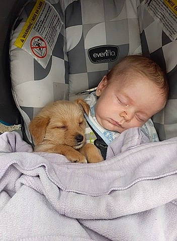 Jaxsom joined the competition — help win amazing prizes! baby, canidae, carnivore, child, comfort, companion_dog, dog, dog_breed, golden_retriever, nap, person, pomeranian, puppy, puppy_love, retriever, skin, sleep, sporting_group