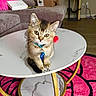 kitten, cat, collar, tag, table, marble, living_room, couch, rug, floor, furniture, pet, indoor, cute, small, curious, animal, domestic, whiskers, ears