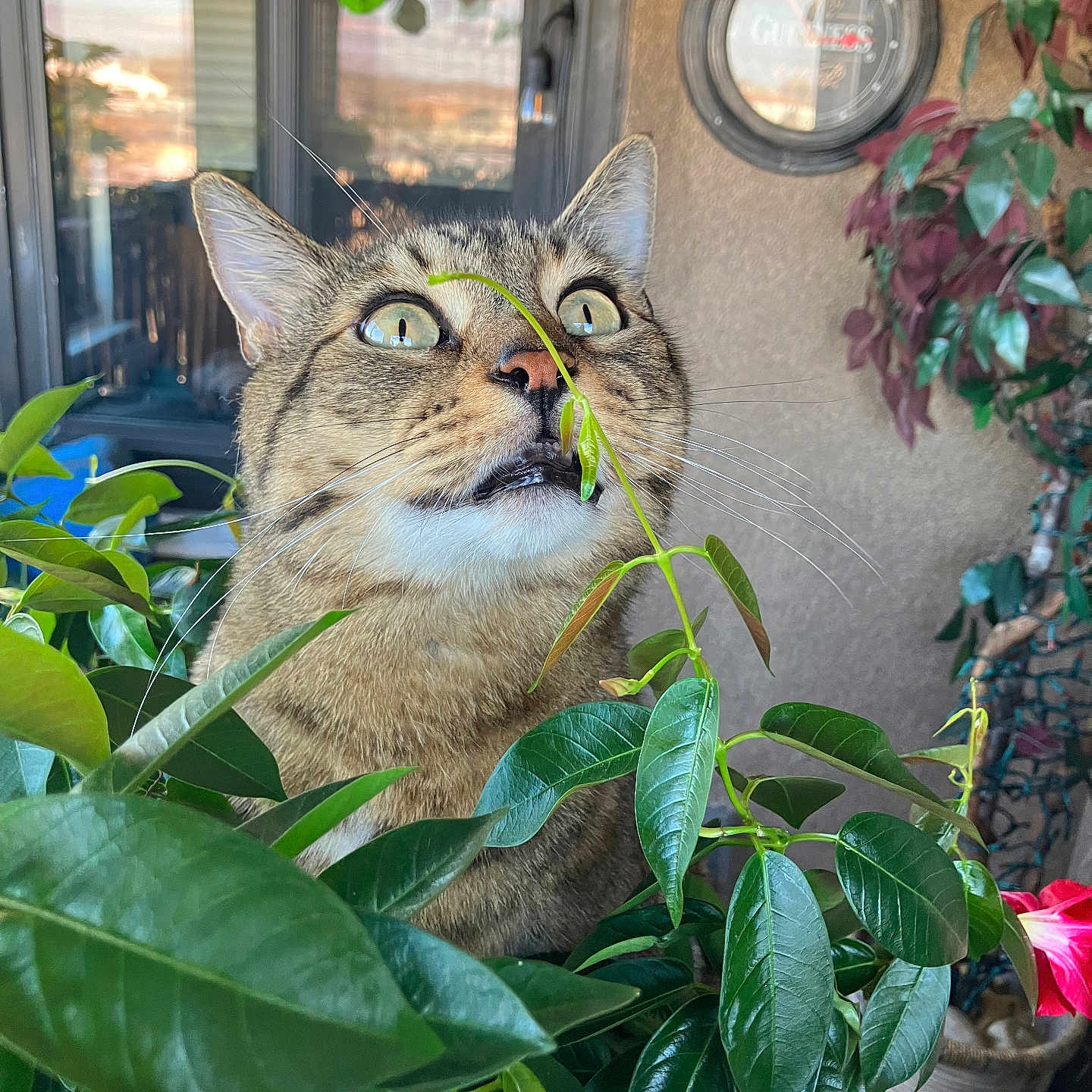 Seamus joined the competition — help win amazing prizes! abyssinian, animal, cat, flower, flowerarrangement, herbal, herbs, indoors, interiordesign, jar, leaf, pet, petal, plant, planter, pottedplant, pottery, vase, vegetation, window