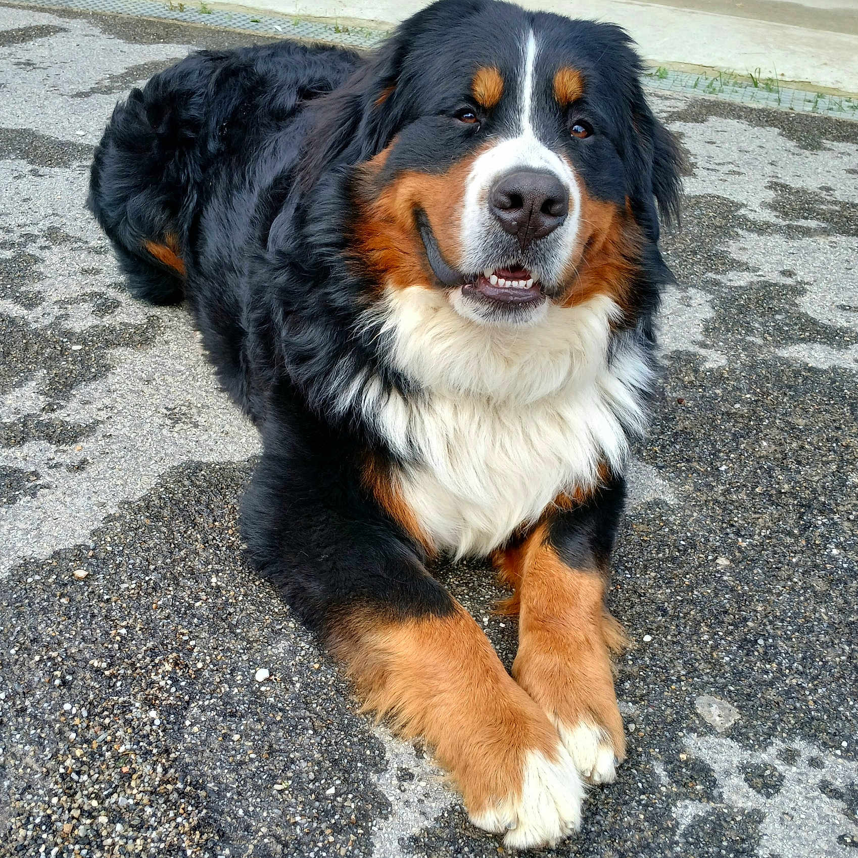 Happy a rejoint le concours — aidez-le/la à gagner de superbes lots ! animal, appenzeller, bodypart, canine, cockerspaniel, dog, face, head, pebble, person, pet, photography, portrait, puppy, road, rock, saintbernard, slate, snout, soil