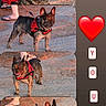 Simba a rejoint le concours — aidez-le/la à gagner de superbes lots ! animal, canine, collage, cute, dog, feet, french_bulldog, golden_hour, gravel, heart, leash, love_text, outdoor, person, pet, red_harness, sand, sandals, standing, sunset_light
