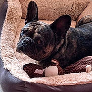 Simba a rejoint le concours — aidez-le/la à gagner de superbes lots ! dog, french_bulldog, pet_bed, toy, indoor, cozy, brindle, tile_floor, looking, resting, plush_bed, curious, animal, companion, mammal, domestic, relaxed, cute, small_dog, home