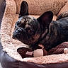 dog, french_bulldog, pet_bed, toy, indoor, cozy, brindle, tile_floor, looking, resting, plush_bed, curious, animal, companion, mammal, domestic, relaxed, cute, small_dog, home