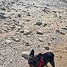 dog, beach, sand, rocks, water, sky, sunlight, shadow, harness, outdoor, pet, canine, nature, coast, tide_pool, summer, daytime, small_dog, landscape, animal