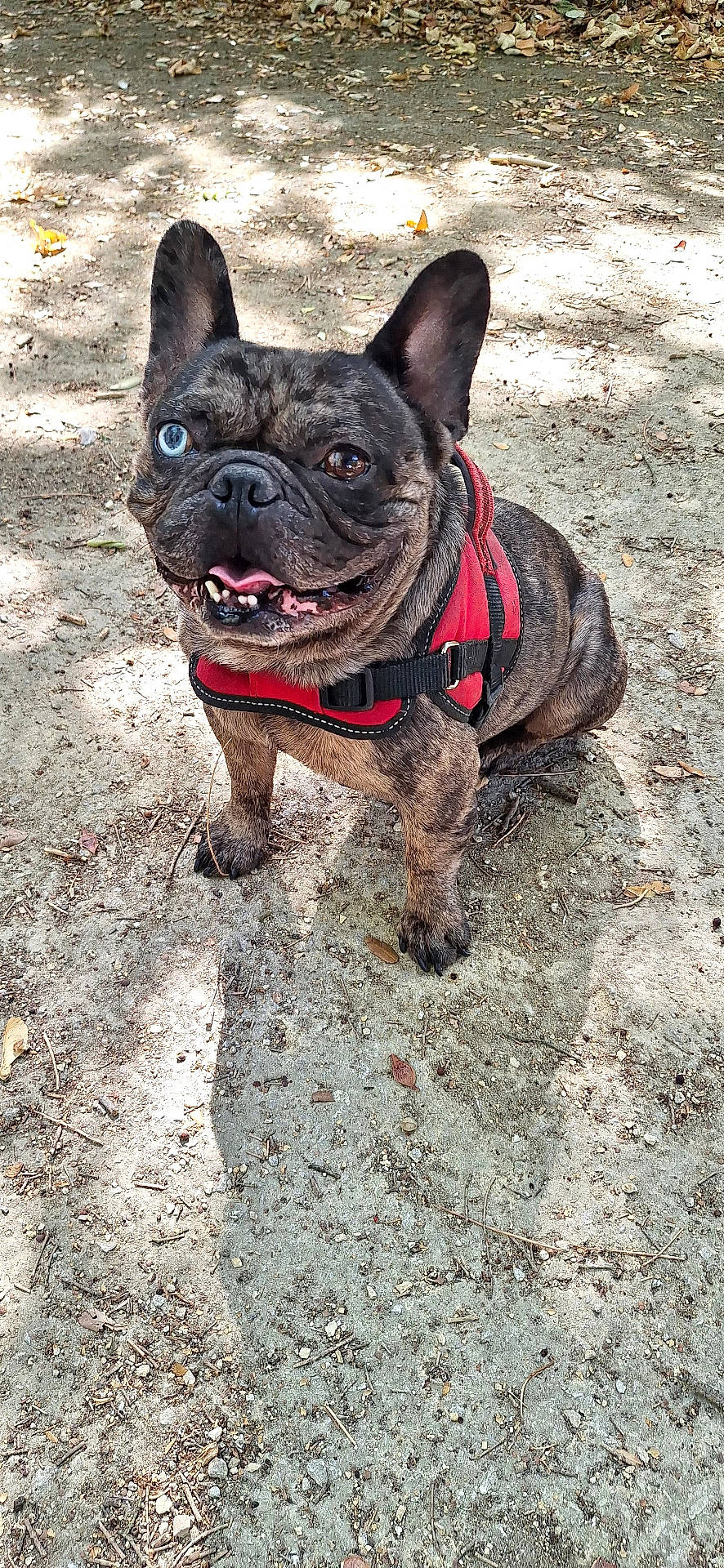 Simba
