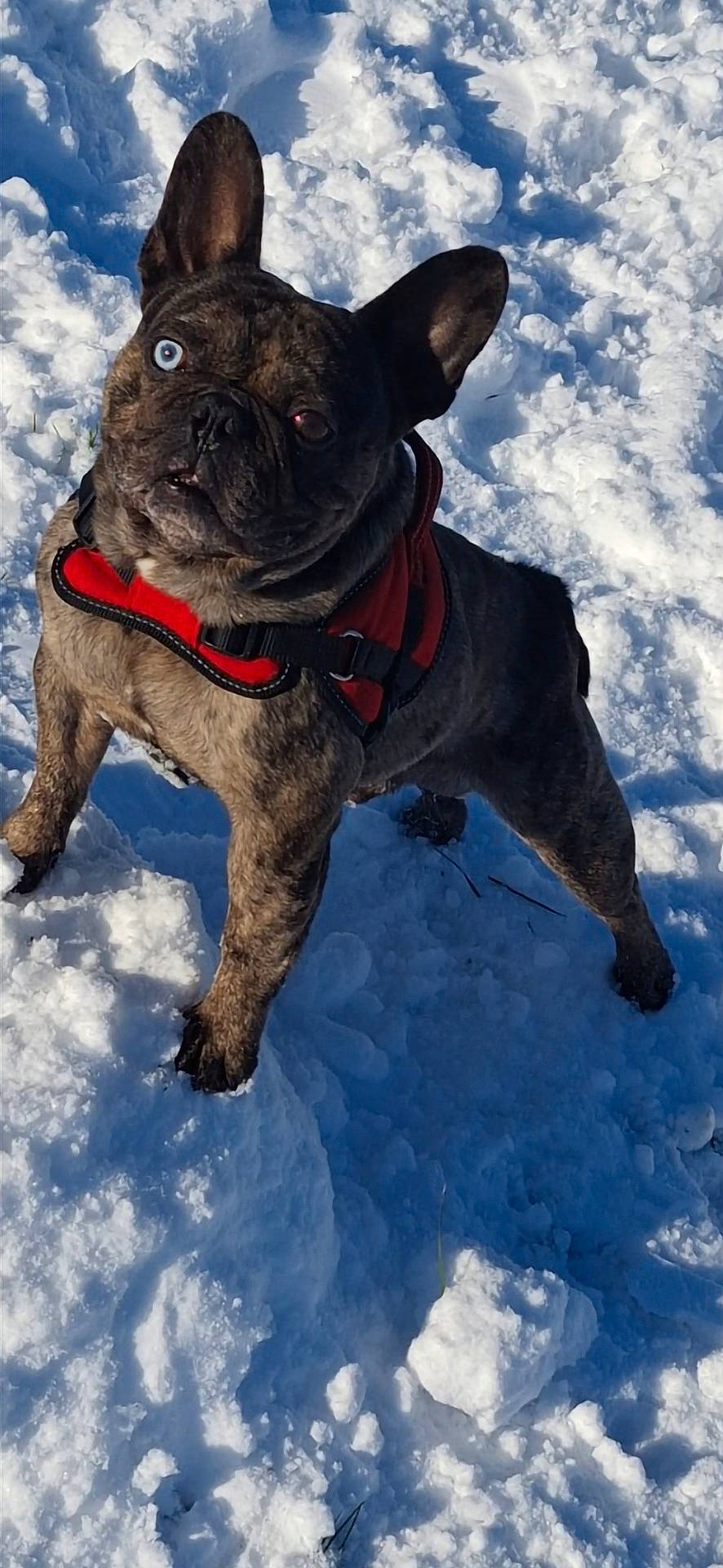 Simba a rejoint le concours — aidez-le/la à gagner de superbes lots ! alert, animal, bright, canine, cold, curious, daylight, dog, french_bulldog, fur, harness, heterochromia, nature, outdoor, pet, playful, shadow, snow, standing, winter