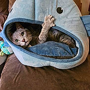 Storm joined the competition — help win amazing prizes! cat, tabby_cat, pet_bed, shark_shape, plush, cozy, indoor, couch, brown_furniture, blanket, paw, wide_eyes, curious, soft_texture, animal, resting, cute, feline, home, relaxing