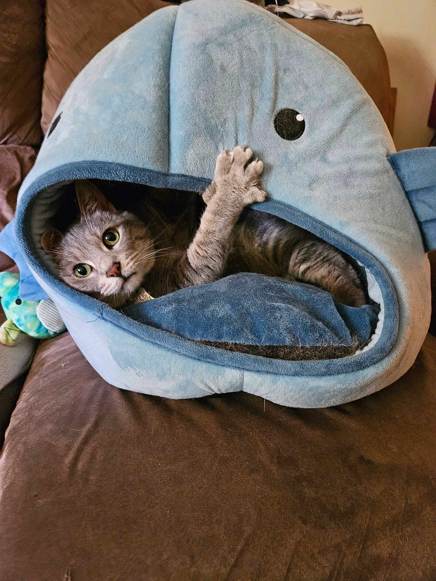 Storm joined the competition — help win amazing prizes! cat, tabby_cat, pet_bed, shark_shape, plush, cozy, indoor, couch, brown_furniture, blanket, paw, wide_eyes, curious, soft_texture, animal, resting, cute, feline, home, relaxing