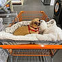 Lola joined the competition — help win amazing prizes! aisle, animal, blanket, comfort, curious_eyes, dog, floor, fur, indoor, leash, metal_cart, orange, pet, red_harness, resting, retail, shopping, shopping_cart, small_dog, store