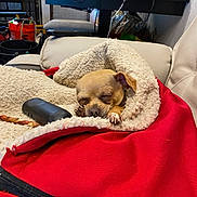 Lola is registered to the contest to win money with this photo: blanket, chew_toy, comfort, couch, cozy, dog, fabric, fur, household_items, indoor, nap, paw, pet, red, relaxation, remote_control, resting, sleeping, small_dog, wrapped