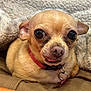 dog, chihuahua, pet, close_up, blanket, tan, small_dog, cute, face, animal, fur, collar, indoor, snuggling, resting, ears, tongue, expression, domestic_animal, companion
