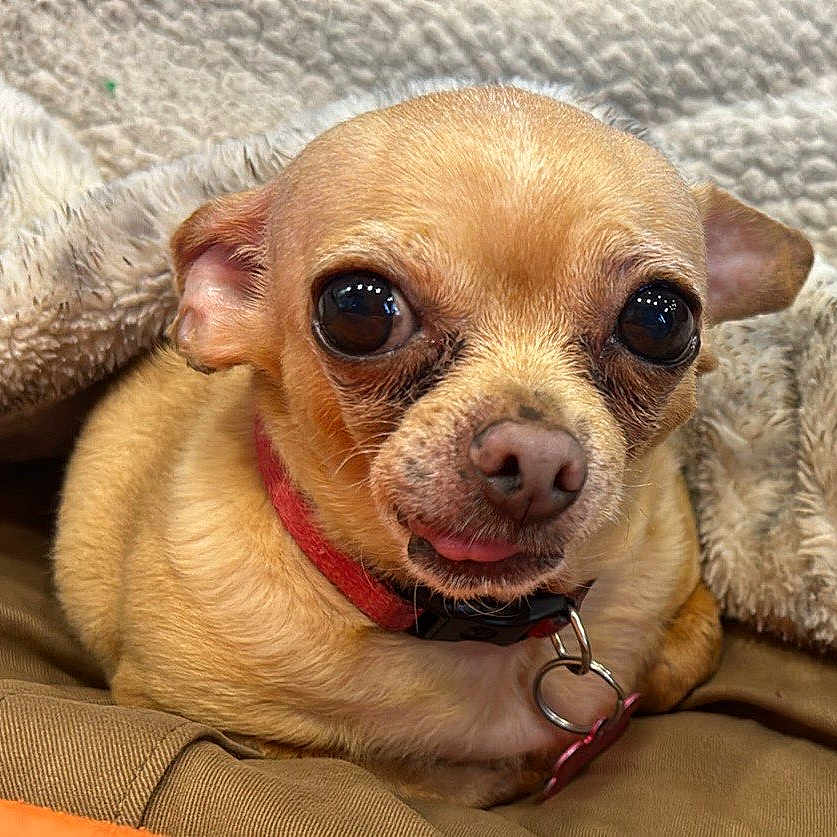 Lola is registered to the contest to win money with this photo: animal, blanket, chihuahua, close_up, collar, companion, cute, dog, domestic_animal, ears, expression, face, fur, indoor, pet, resting, small_dog, snuggling, tan, tongue