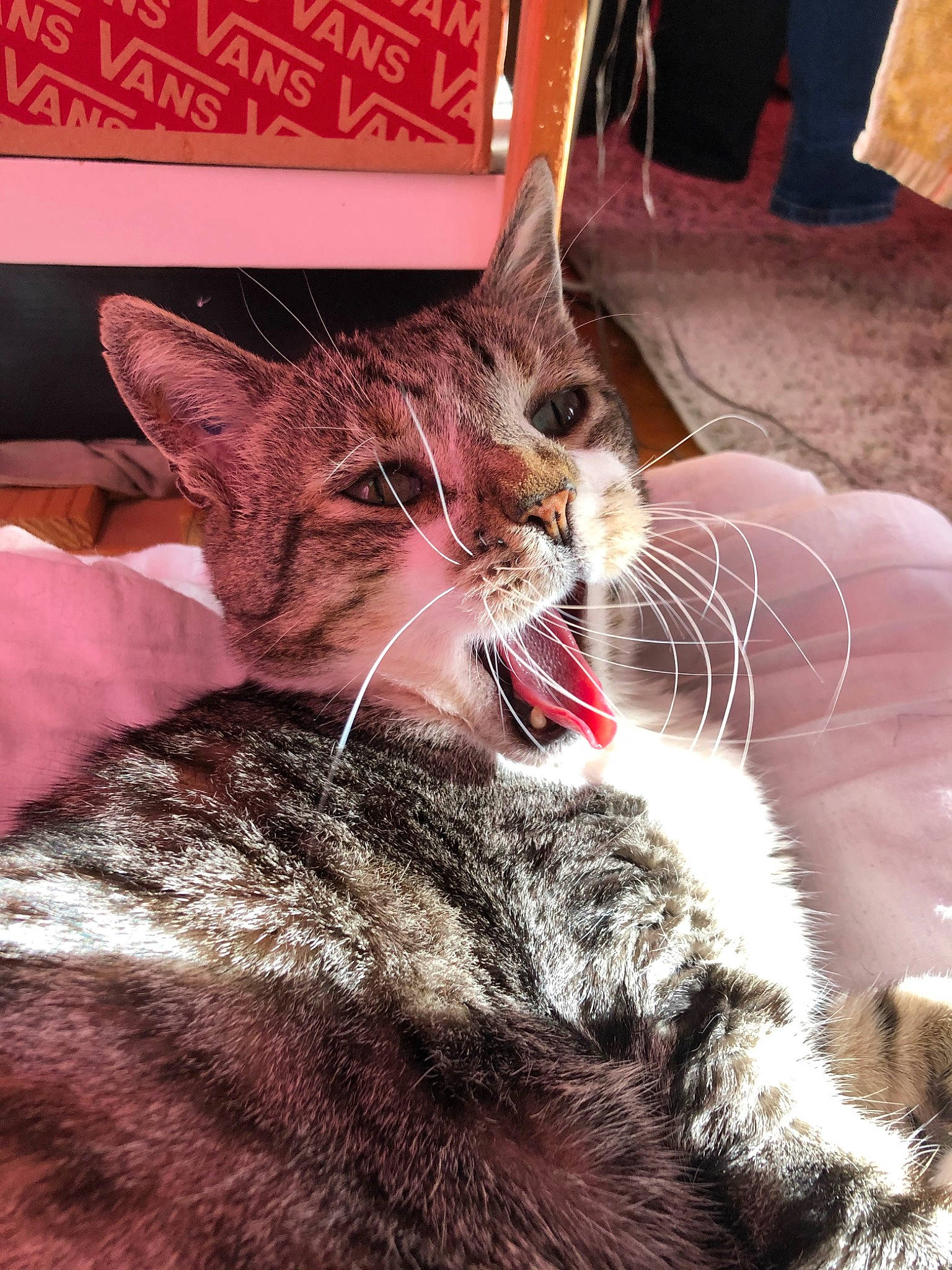 Bouba a rejoint le concours — aidez-le/la à gagner de superbes lots ! aegean_cat, american_shorthair, asian, carnivore, cat, chausie, domestic_short_haired_cat, dragon_li, european_shorthair, felidae, fur, german_rex, kitten, mammal, small_to_medium_sized_cats, snout, tabby_cat, whiskers