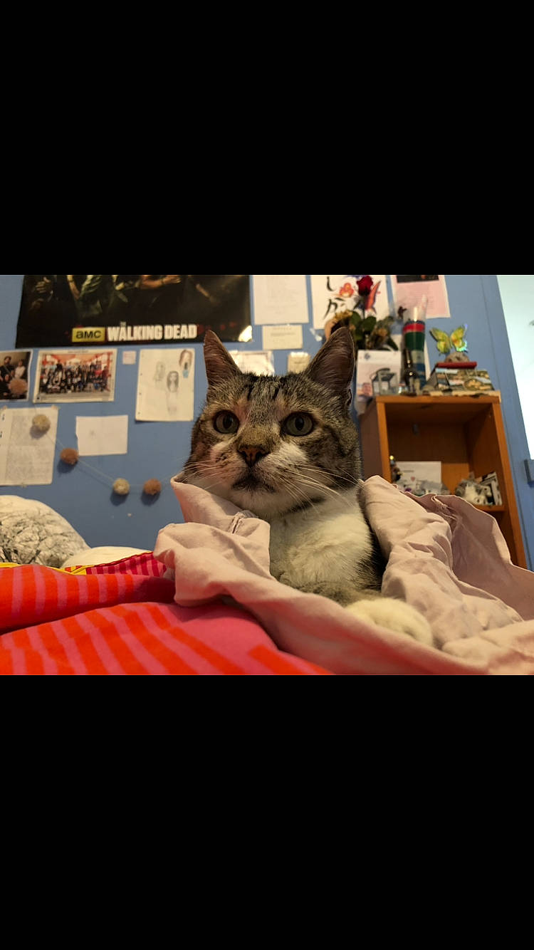 Bouba a rejoint le concours — aidez-le/la à gagner de superbes lots ! bedtime, cat, comfort, felidae, furniture, linens, nap, play, room, small_to_medium_sized_cats, snapshot, textile