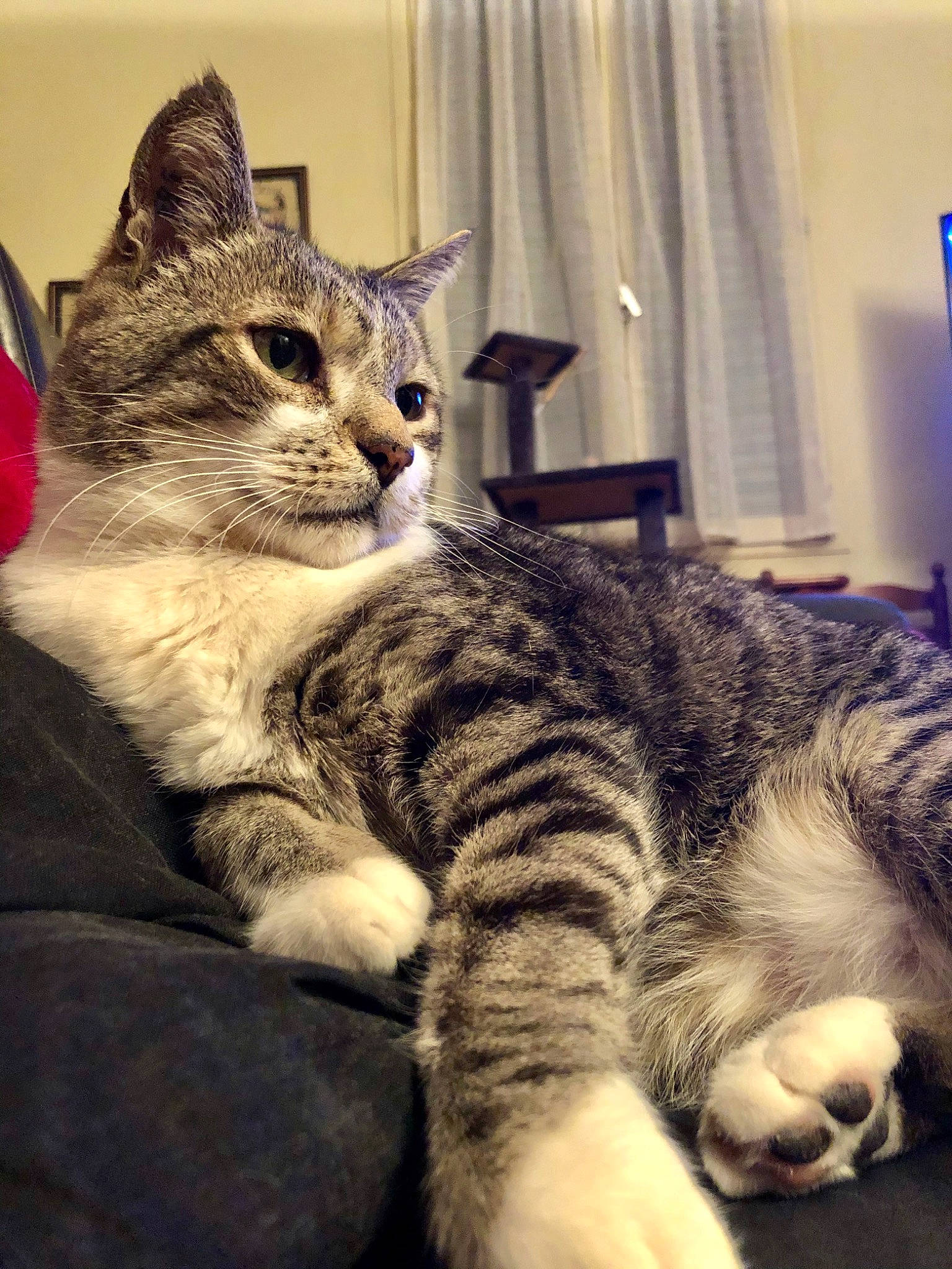 Bouba a rejoint le concours — aidez-le/la à gagner de superbes lots ! aegean_cat, american_shorthair, american_wirehair, asian, california_spangled, carnivore, cat, domestic_short_haired_cat, dragon_li, european_shorthair, felidae, fur, kitten, mammal, paw, pixie_bob, small_to_medium_sized_cats, snout, tabby_cat, whiskers