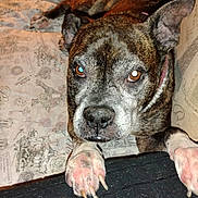 Reba Sue joined the competition — help win amazing prizes! dog, brindle, pet, animal, indoor, bed, pillow, resting, close_up, looking, paw, collar, furniture, cozy, domestic, mammal, canine, face, ears, fur