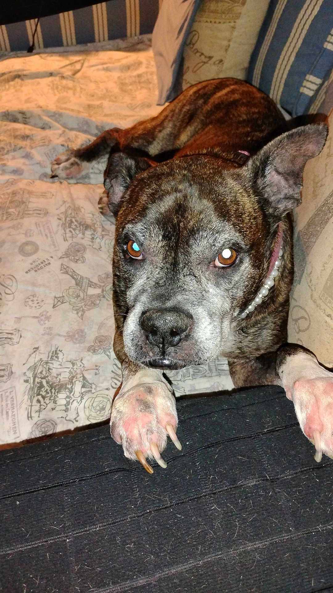 Reba Sue joined the competition — help win amazing prizes! dog, brindle, pet, animal, indoor, bed, pillow, resting, close_up, looking, paw, collar, furniture, cozy, domestic, mammal, canine, face, ears, fur