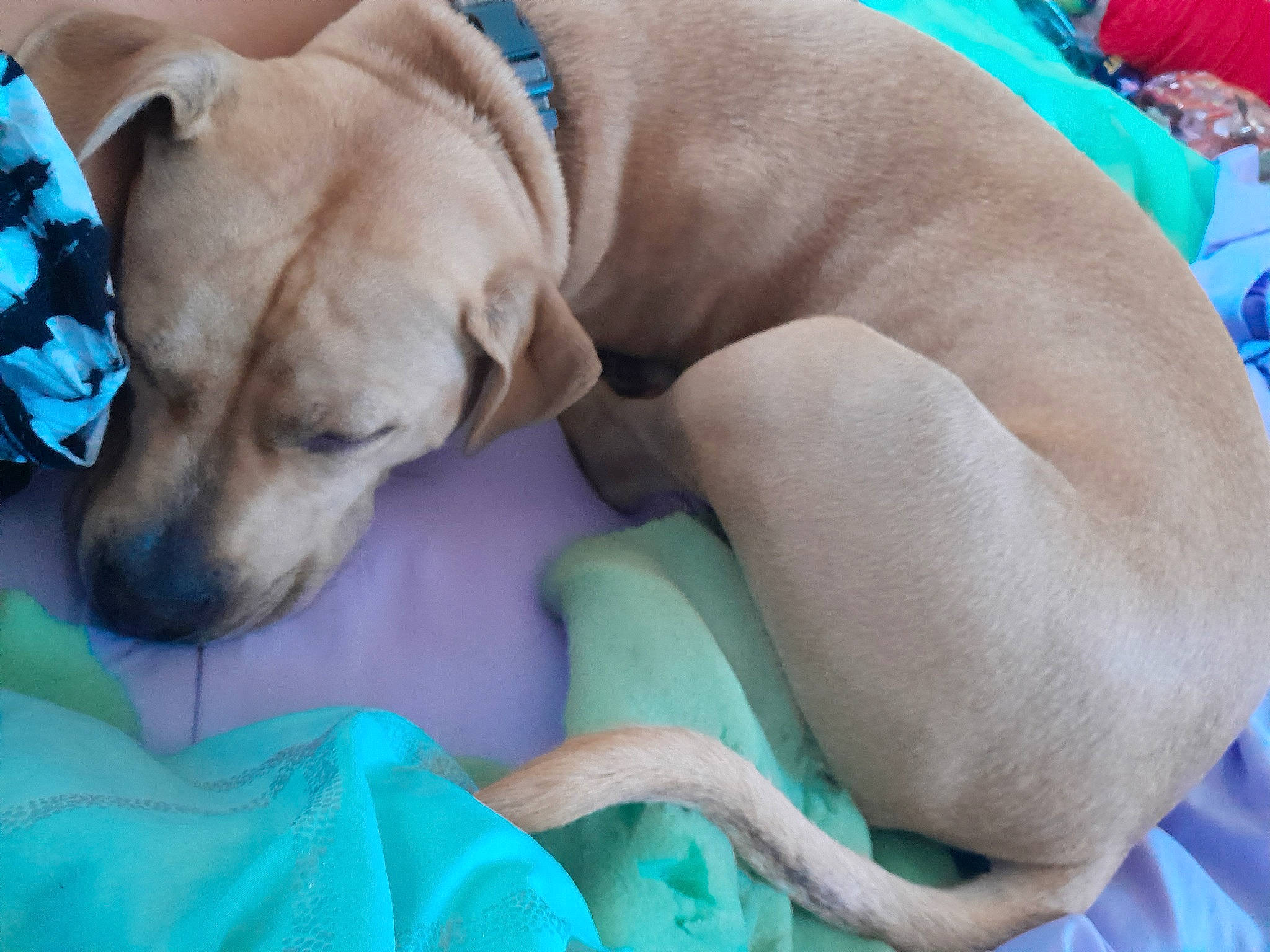 Arlo joined the competition — help win amazing prizes! blue, canidae, carnivore, collar, comfort, companion_dog, dog, dog_breed, dog_collar, dog_supply, fawn, nap, paw, pet_supply, plant, puppy, snout, sporting_group, whiskers, working_animal