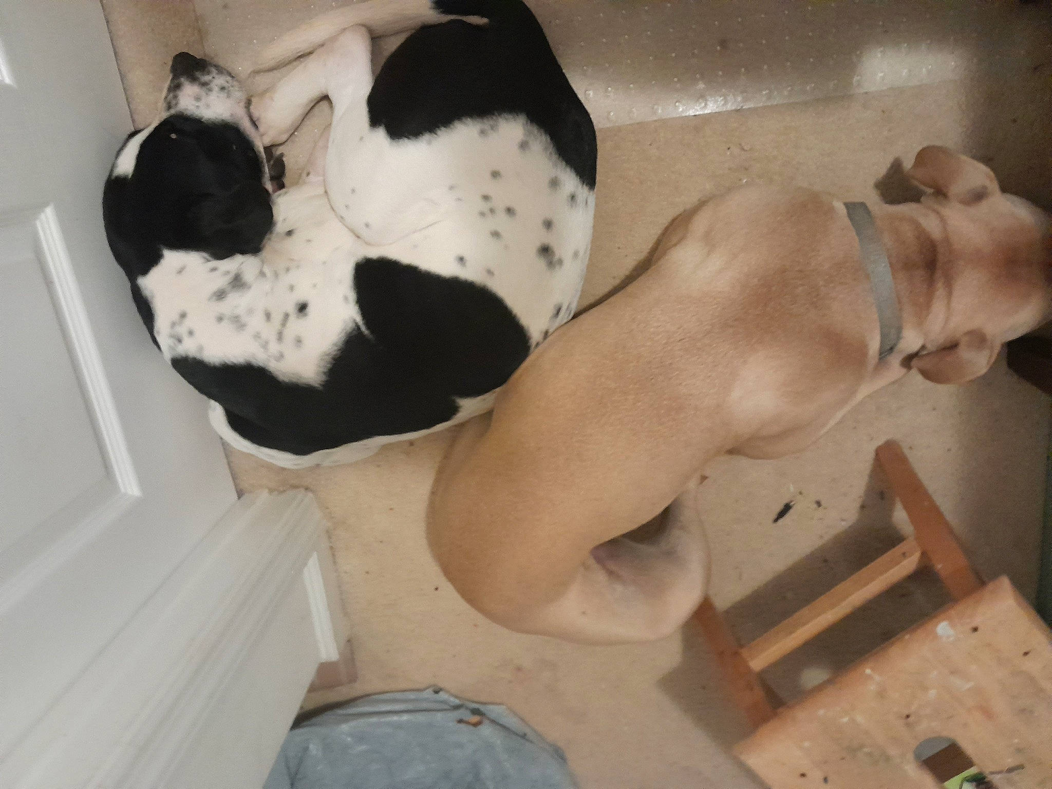 Arlo joined the competition — help win amazing prizes! abdomen, barechested, bathing, carnivore, chest, comfort, elbow, fawn, foot, headgear, human_body, human_leg, jaw, knee, room, stomach, thigh, trunk, wood, wrist