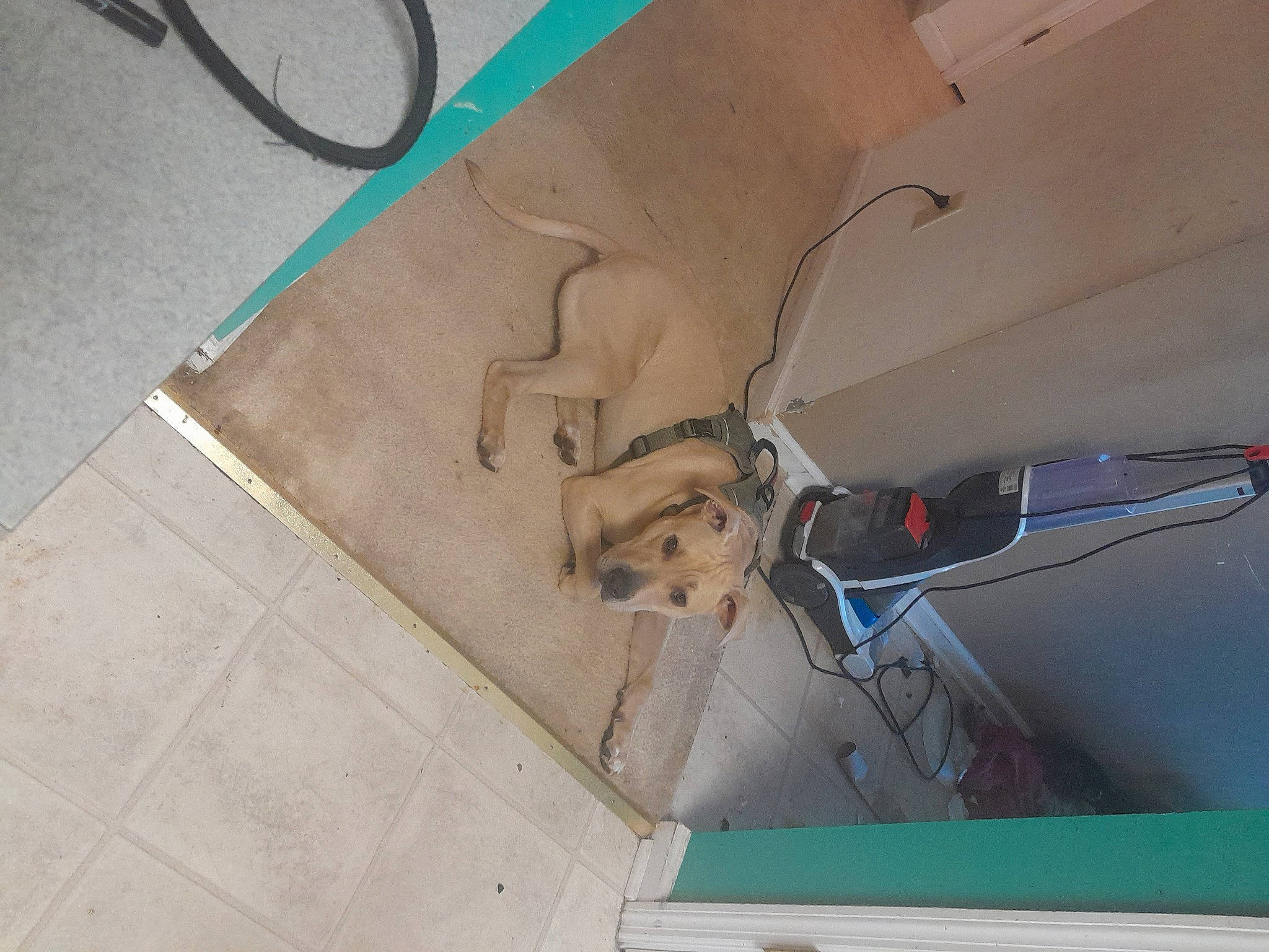 Arlo is registered to the contest to win money with this photo: cable, ceiling, cement, circle, composite_material, concrete, electrical_supply, electrical_wiring, floor, flooring, gas, plywood, vehicle, vehicle_door, windshield, wire, wood