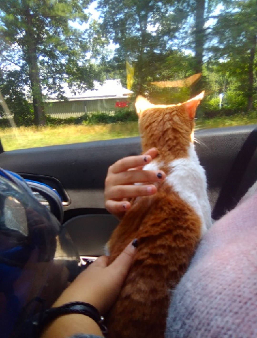 Mimi joined the competition — help win amazing prizes! carnivore, cat, comfort, fawn, felidae, grass, hand, human_leg, lap, leg, plant, small_to_medium_sized_cats, snout, steering_wheel, tail, tree, vehicle_door, vertebrate, whiskers, window