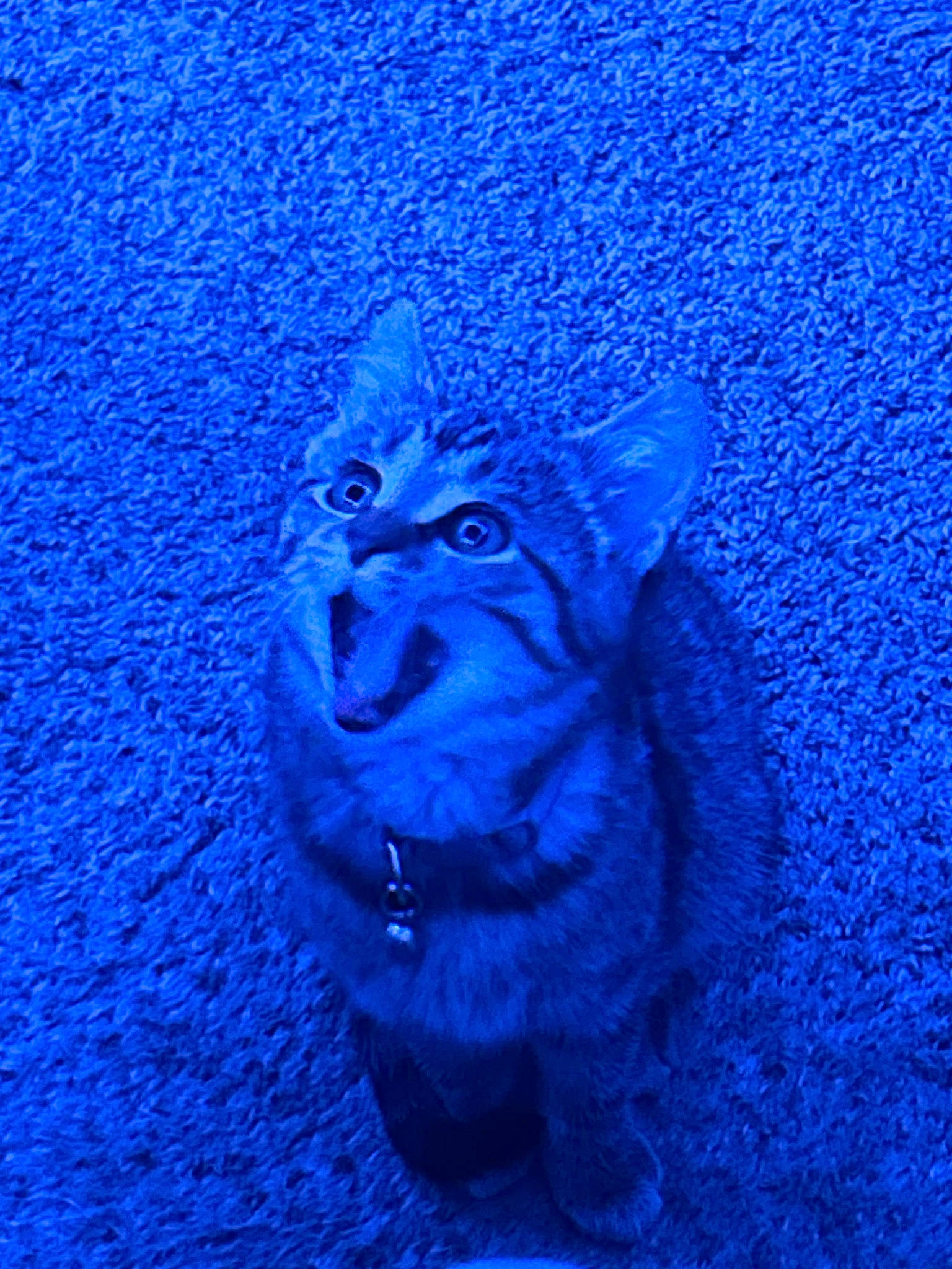 Athena joined the competition — help win amazing prizes! azure, blue, carnivore, cat, electric_blue, felidae, fur, grass, magenta, small_to_medium_sized_cats, snout, tail, terrestrial_animal, water, whiskers, wildlife