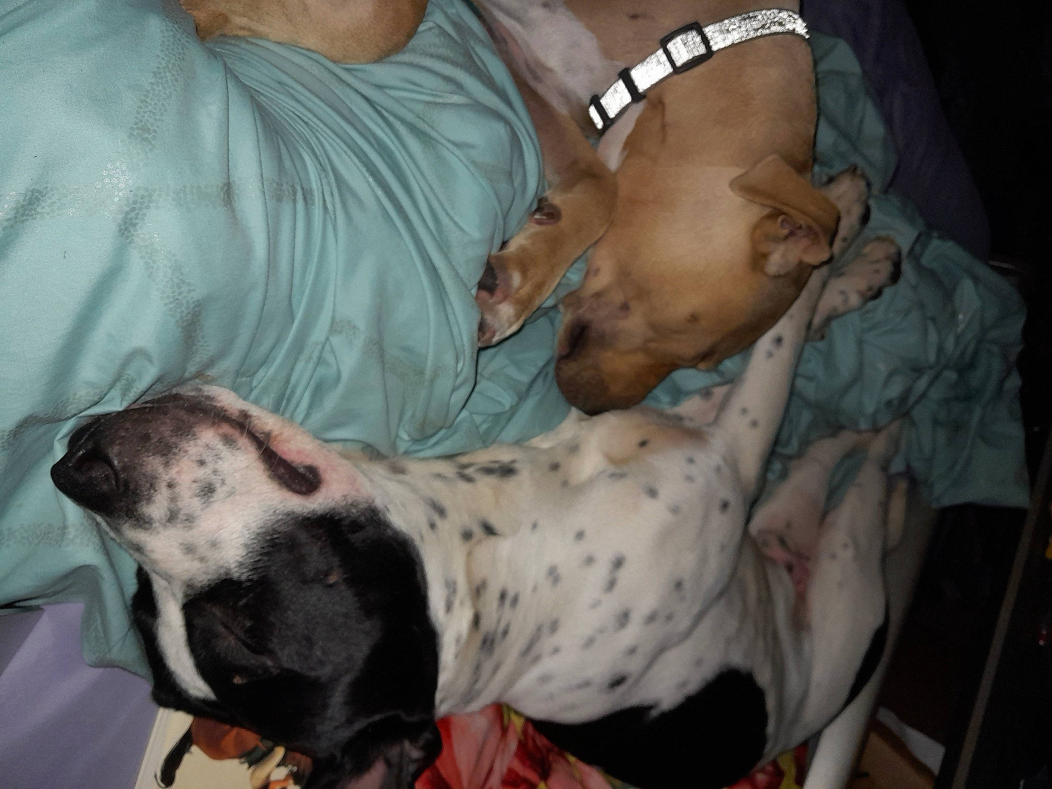 Finny joined the competition — help win amazing prizes! canidae, carnivore, comfort, companion_dog, dog, dog_breed, dog_supply, fawn, non_sporting_group, snout, sporting_group, t_shirt, terrestrial_animal, working_animal, working_dog