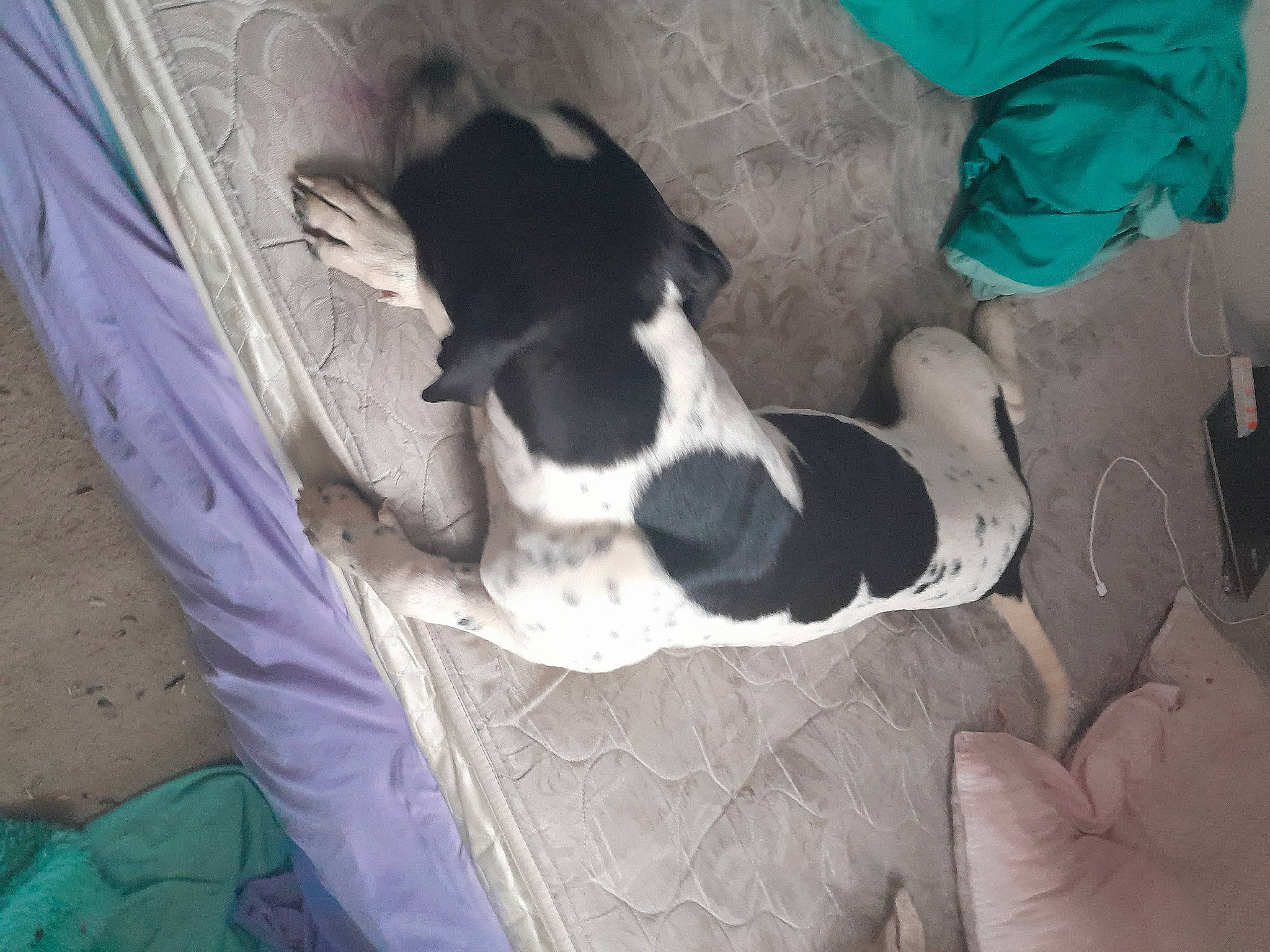 Finny is registered to the contest to win money with this photo: canidae, carnivore, comfort, companion_dog, dog, dog_breed, fawn, felidae, fur, human_leg, linens, nap, paw, puppy, small_to_medium_sized_cats, snout, sporting_group, tail, whiskers, working_animal