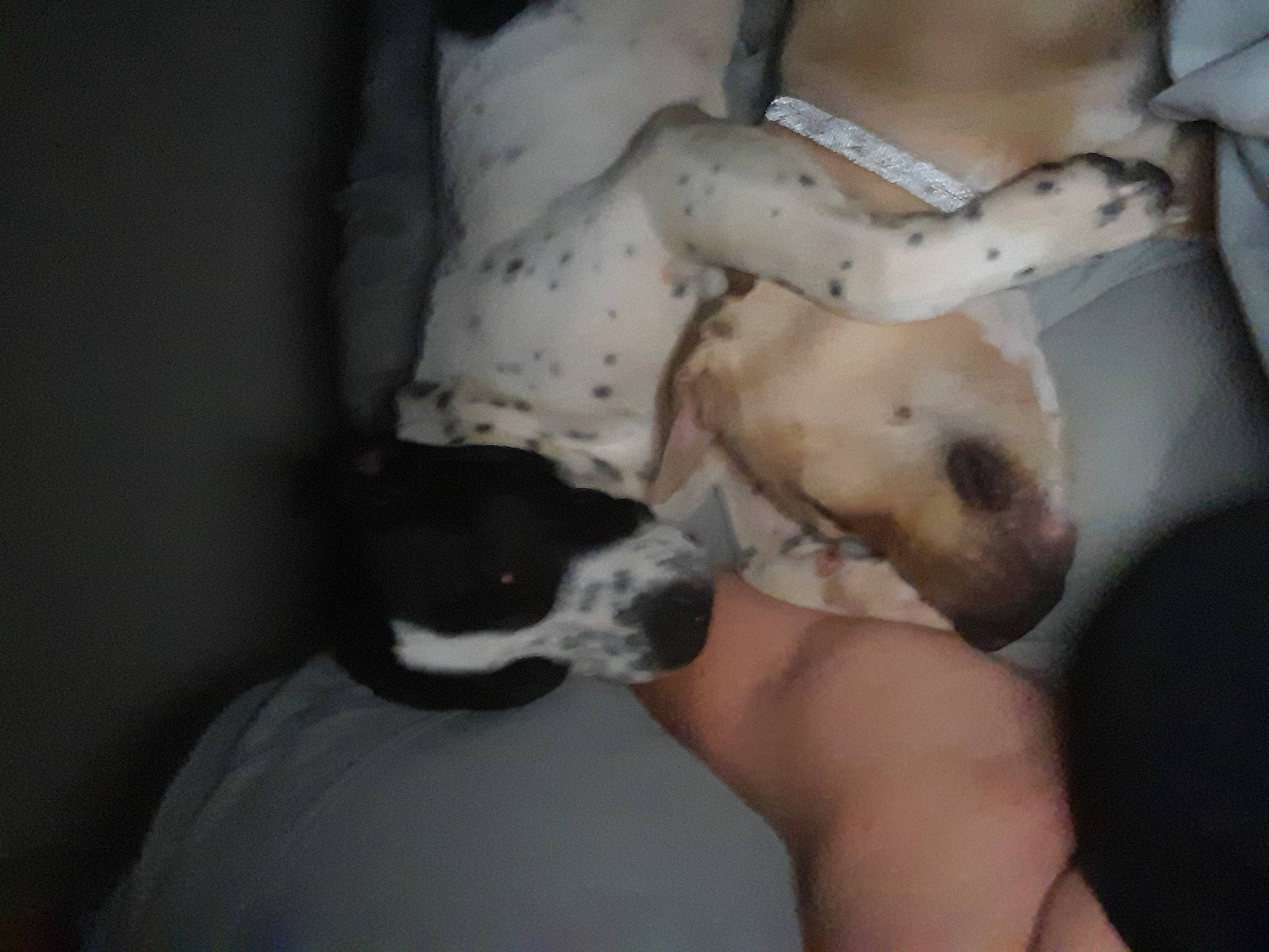 Finny joined the competition — help win amazing prizes! abdomen, barechested, carnivore, chest, comfort, companion_dog, dog, dog_breed, elbow, fawn, felidae, gesture, human_leg, knee, paw, snout, thigh, trunk, whiskers, wrist