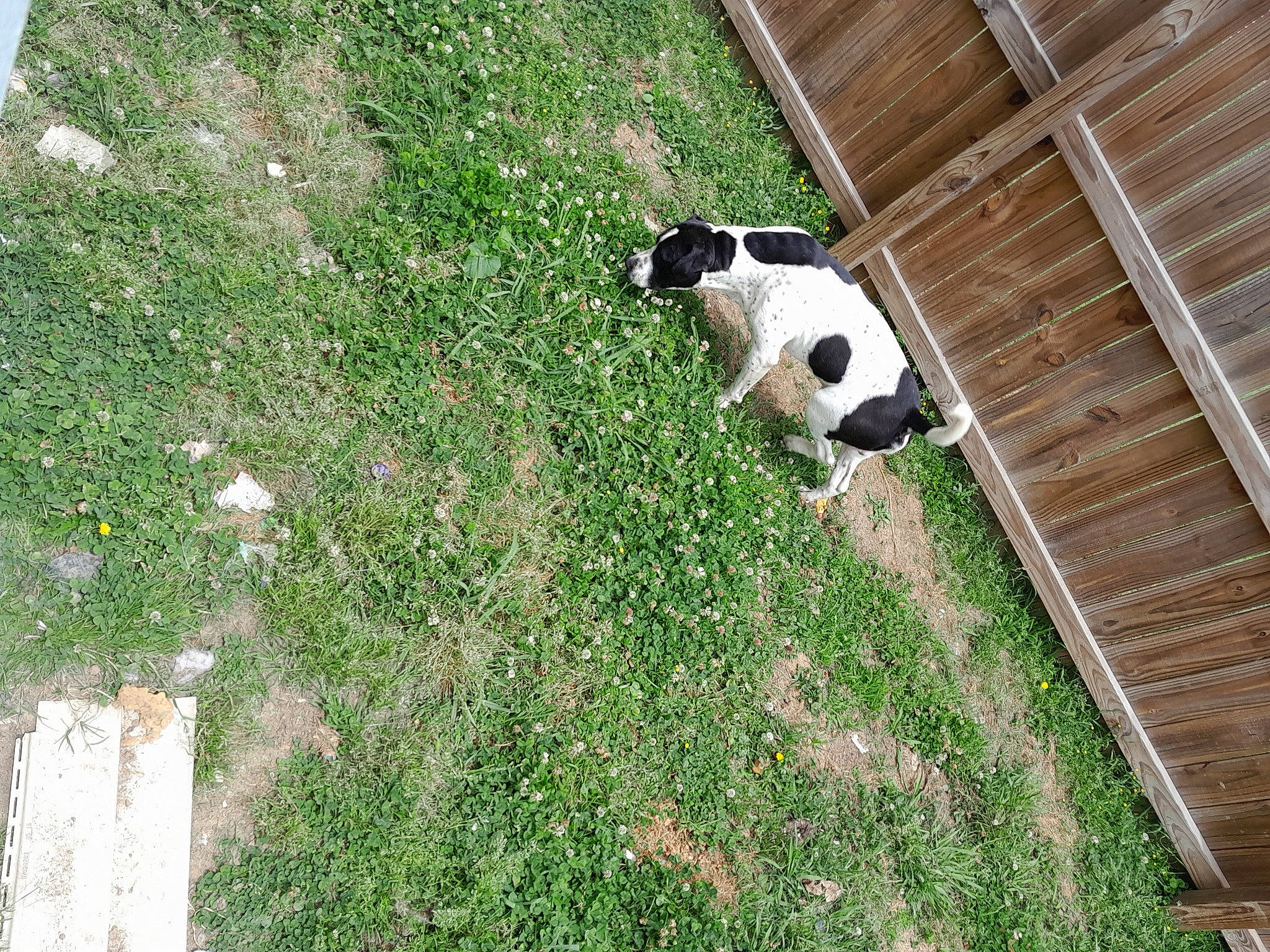 Finny is registered to the contest to win money with this photo: carnivore, companion_dog, dog, dog_breed, flooring, grass, grassland, groundcover, landscape, non_sporting_group, pasture, plant, shadow, shrub, soil, sporting_group, tail, terrestrial_animal, wood, working_animal