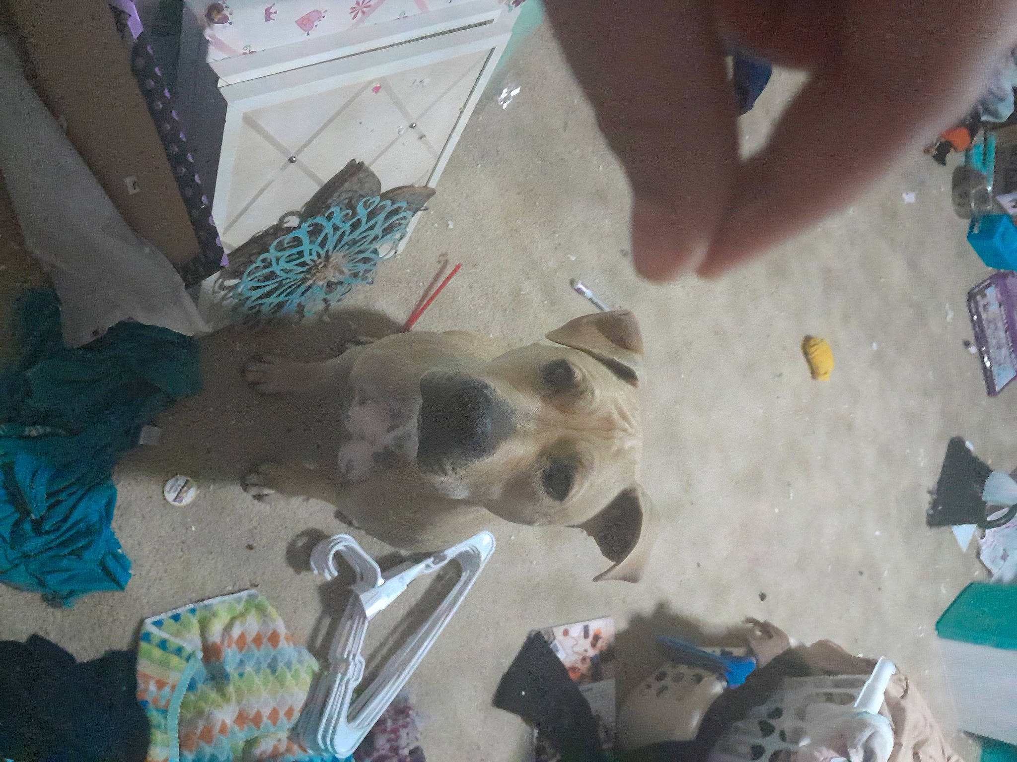 Arlo joined the competition — help win amazing prizes! adventure, canidae, carnivore, companion_dog, dog, dog_breed, dog_supply, fawn, fun, nail, non_sporting_group, plastic, play, sporting_group, working_animal