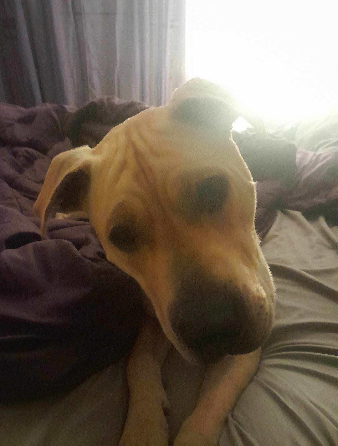 Arlo is registered to the contest to win money with this photo: carnivore, collar, comfort, companion_dog, curtain, dog, dog_breed, ear, fawn, guard_dog, linens, non_sporting_group, terrestrial_animal, whiskers, wood, working_animal