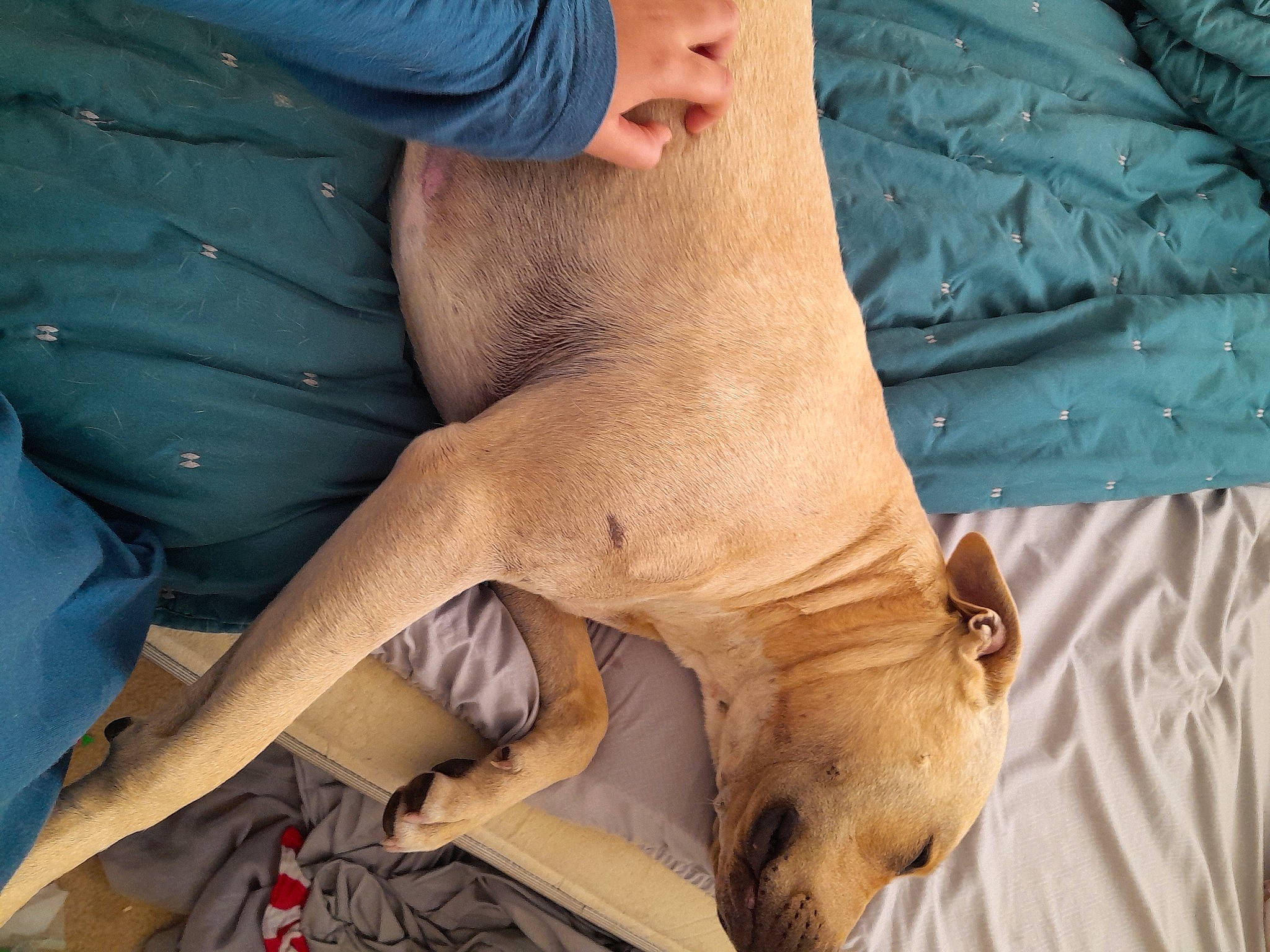 Arlo is registered to the contest to win money with this photo: abdomen, barechested, barefoot, canidae, chest, elbow, fawn, flesh, foot, fur, gesture, human_leg, knee, nail, soil, sporting_group, thigh, toe, trunk, wrist