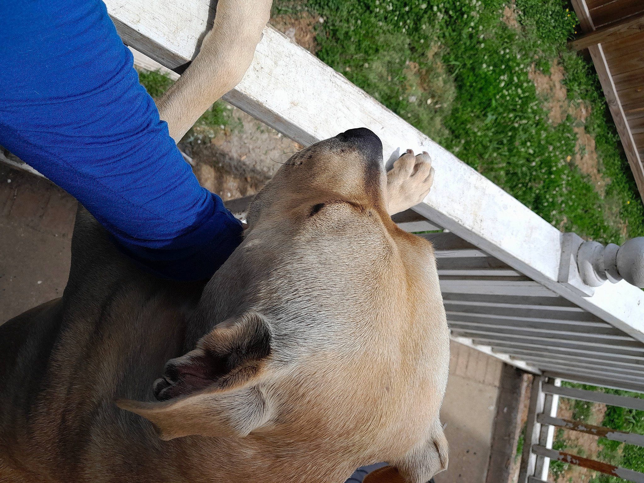 Arlo joined the competition — help win amazing prizes! animal_training, canidae, carnivore, dog_breed, electric_blue, fawn, fur, grass, marsupial, pet_supply, plant, snout, sporting_group, terrestrial_animal, wildlife, wildlife_biologist, wood, working_animal