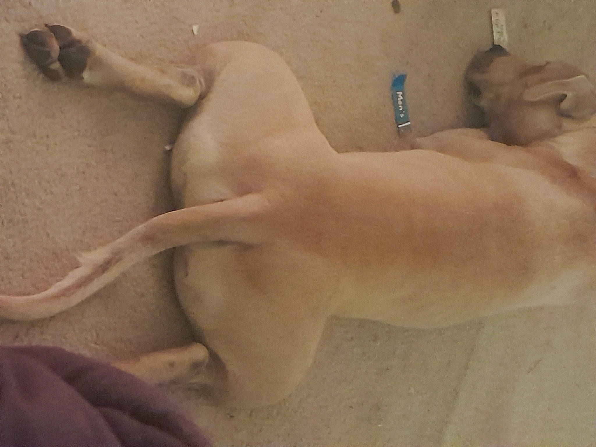 Arlo is registered to the contest to win money with this photo: abdomen, art, barechested, canidae, carnivore, chest, companion_dog, dog, dog_breed, fawn, foot, gesture, human_leg, jaw, sculpture, snout, sporting_group, tail, trunk, working_animal