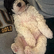Eric is registered to the contest to win money with this photo: animal, black_and_white, closeup, clothing, cozy, curly_fur, cute, dog, fur, indoor, lying_down, paw, pet, pink_pads, puppy, relaxed, sleeping, snuggled, soft, sweatshirt