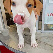 Diamond joined the competition — help win amazing prizes! puppy, dog, tongue, licking, marble_surface, indoor, white_fur, brown_fur, pet, young_dog, close_up, animal, cute, canine, standing, front_view, nose, ears, floor, domestic_animal