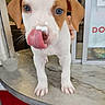 puppy, dog, tongue, licking, marble_surface, indoor, white_fur, brown_fur, pet, young_dog, close_up, animal, cute, canine, standing, front_view, nose, ears, floor, domestic_animal