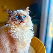 Lola is registered to the contest to win money with this photo: cat, blue_eyes, fluffy_fur, basket, indoor, portrait, whiskers, curious, soft_light, blurred_background, pet, feline, close_up, domestic_animal, sitting, cozy, warm_colors, animal, cute, majestic