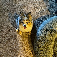 Paisley is registered to the contest to win money with this photo: dog, blue_merle, fluffy, carpet, dog_bed, pet, indoor, animal, looking_up, happy, fur, ears, tongue_out, shadow, cozy, home, cute, companion, small_dog, waiting