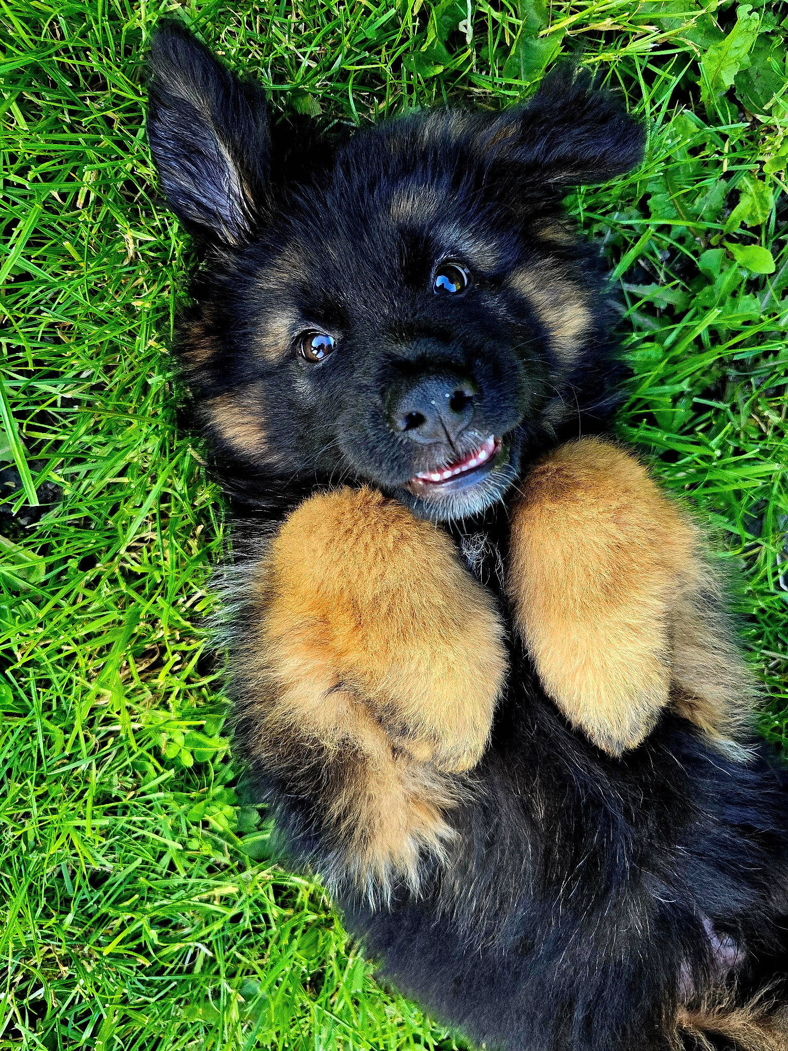 Vango a rejoint le concours — aidez-le/la à gagner de superbes lots ! ancient_dog_breeds, canidae, carnivore, companion_dog, dog, dog_breed, fawn, fur, grass, non_sporting_group, puppy, snout, sporting_group, terrestrial_animal, toy_dog, working_animal, working_dog