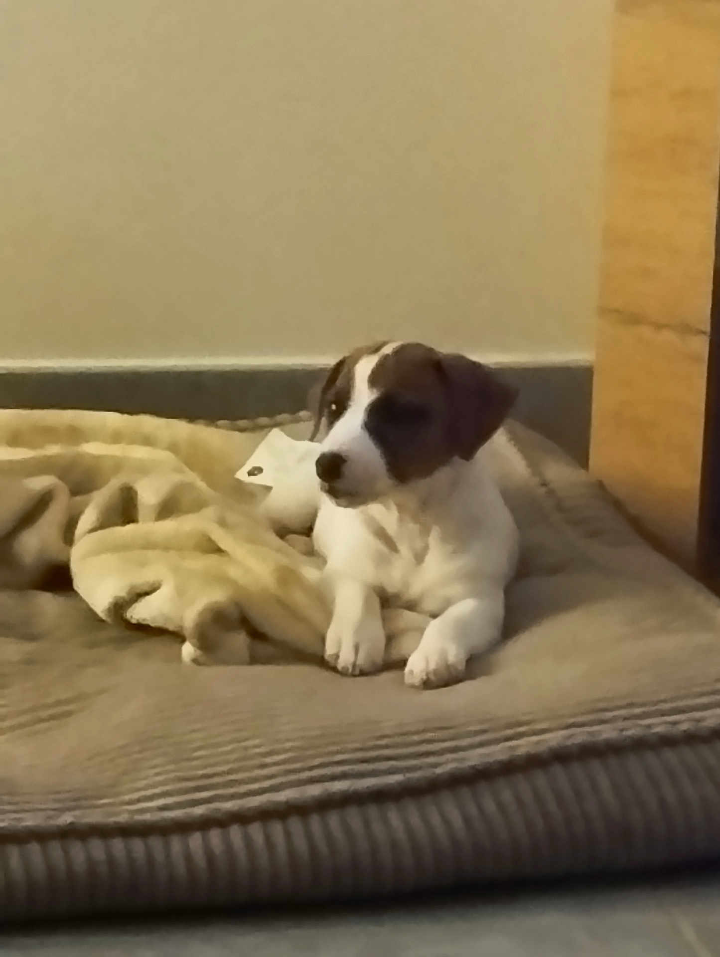 Aria a rejoint le concours — aidez-le/la à gagner de superbes lots ! dog, puppy, blanket, bed, indoor, pet, canine, resting, fur, cute, animal, domestic_animal, young_dog, relaxed, side_view, paw, snout, ears, comfort, cozy